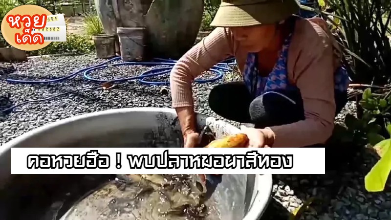 พบปลาหมอนาสีทอง